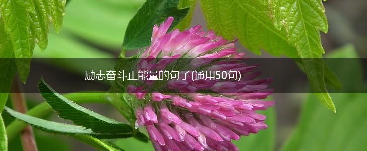 励志奋斗正能量的句子(通用50句),第1张