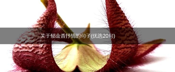 关于郁金香抒情的句子(优选20句),第1张