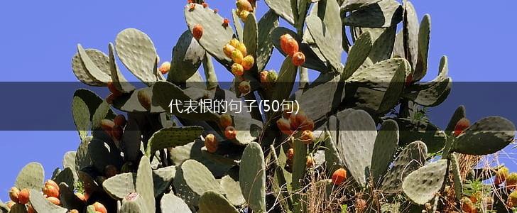 代表恨的句子(50句),第1张