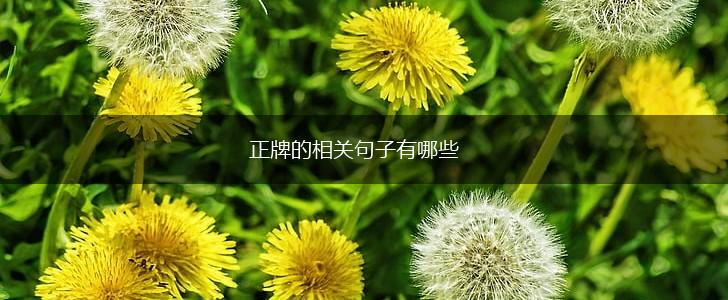 正牌的相关句子有哪些,第1张