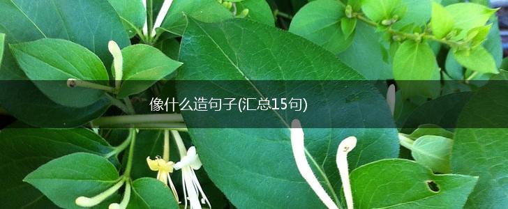 像什么造句子(汇总15句),第1张