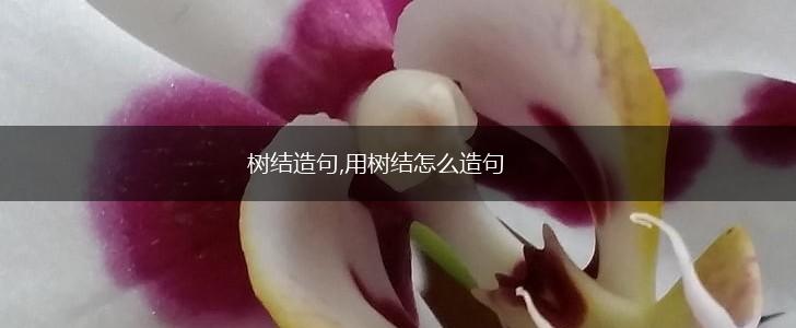 树结造句,用树结怎么造句,第1张