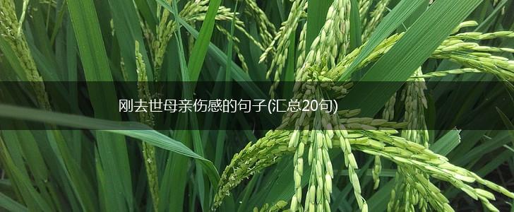 刚去世母亲伤感的句子(汇总20句),第1张