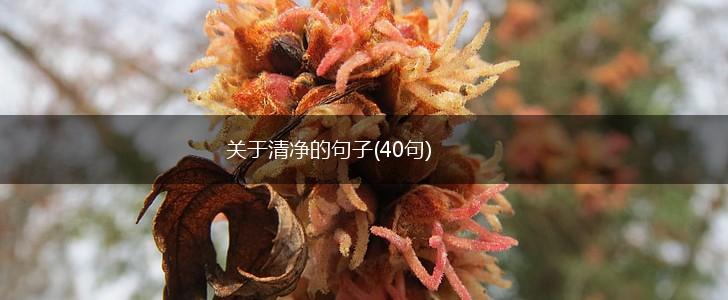 关于清净的句子(40句),第1张