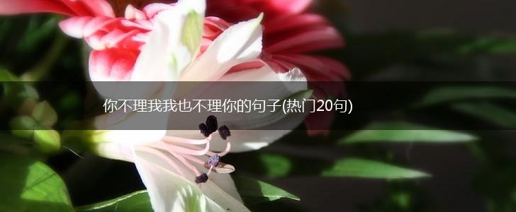 你不理我我也不理你的句子(热门20句),第1张