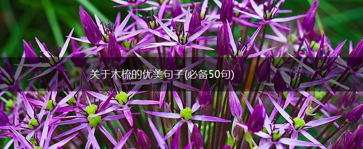 关于木梳的优美句子(必备50句),第1张