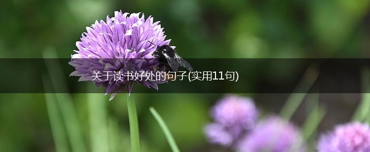 关于读书好处的句子(实用11句),第1张