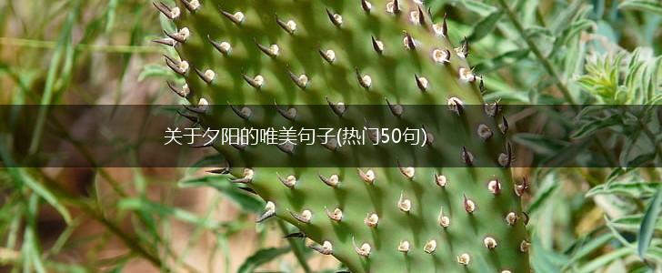 关于夕阳的唯美句子(热门50句),第1张