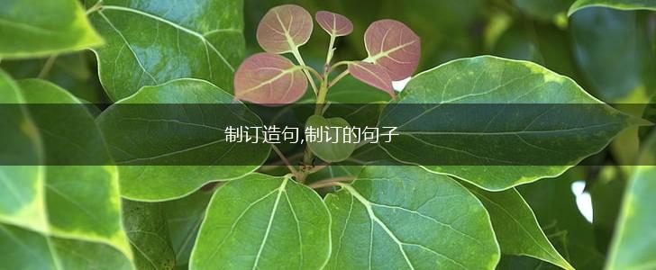 制订造句,制订的句子,第1张