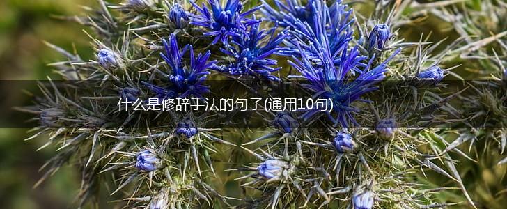 什么是修辞手法的句子(通用10句),第1张