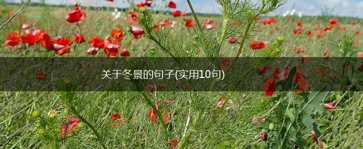 关于冬景的句子(实用10句),第1张