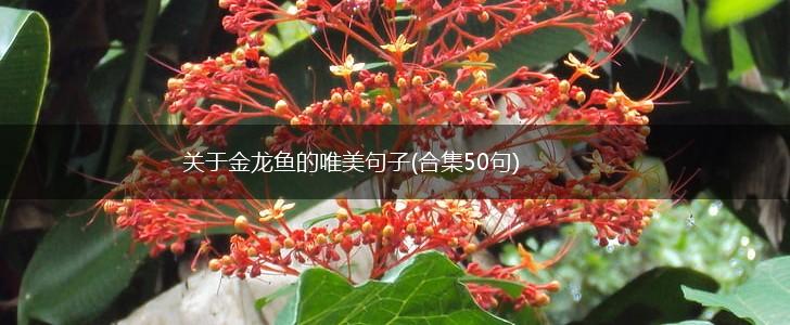关于金龙鱼的唯美句子(合集50句),第1张