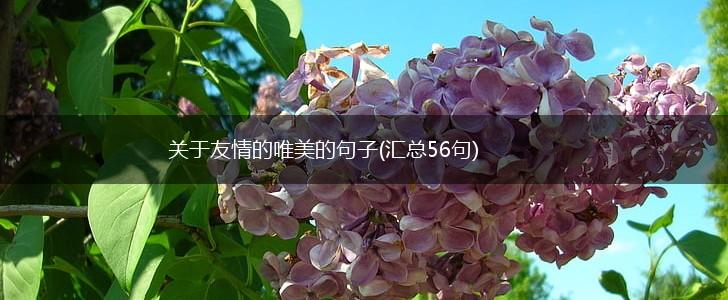 关于友情的唯美的句子(汇总56句),第1张