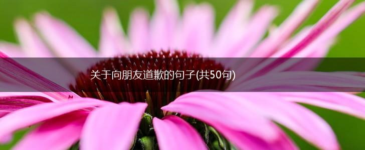 关于向朋友道歉的句子(共50句),第1张