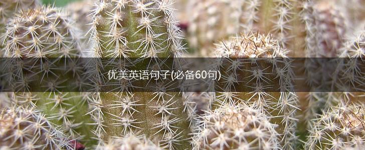 优美英语句子(必备60句),第1张