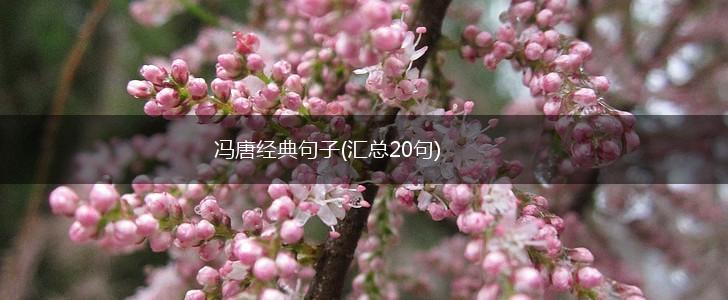 冯唐经典句子(汇总20句),第1张