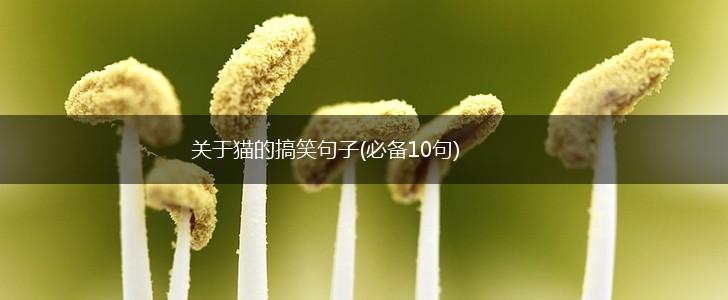 关于猫的搞笑句子(必备10句),第1张