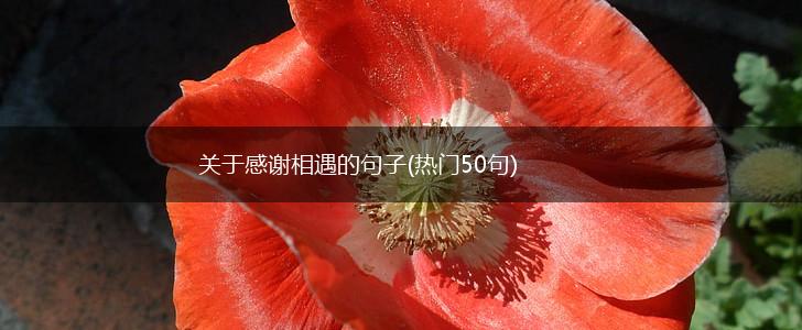 关于感谢相遇的句子(热门50句),第1张