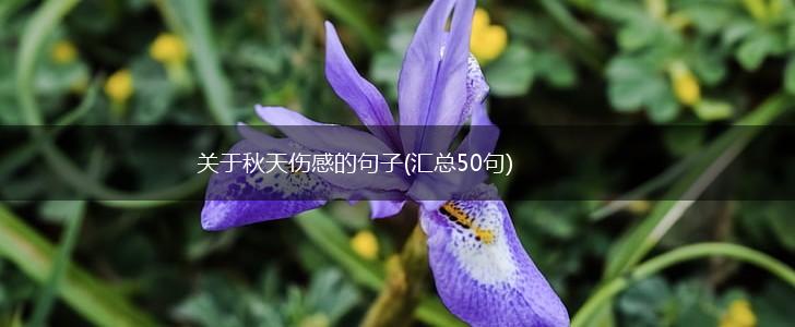 关于秋天伤感的句子(汇总50句),第1张