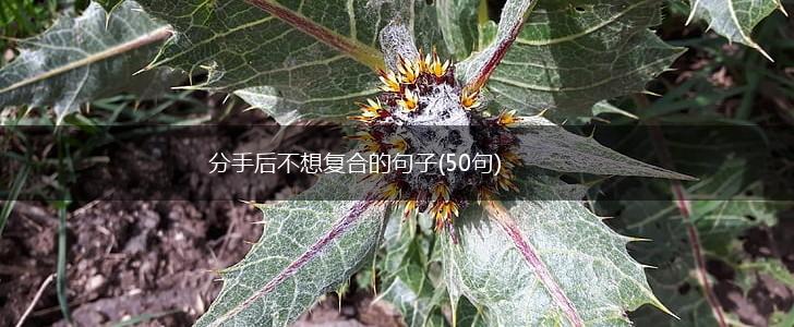分手后不想复合的句子(50句),第1张