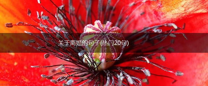 关于离婚的句子(热门20句),第1张