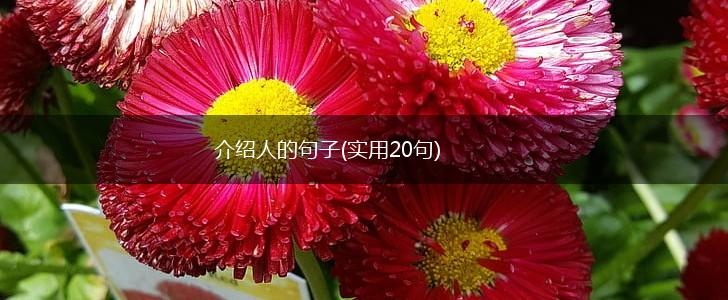 介绍人的句子(实用20句),第1张