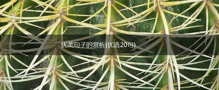 优美句子的赏析(优选20句),第1张