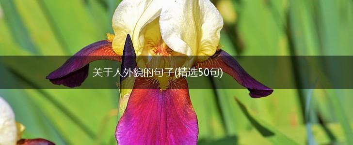 关于人外貌的句子(精选50句),第1张
