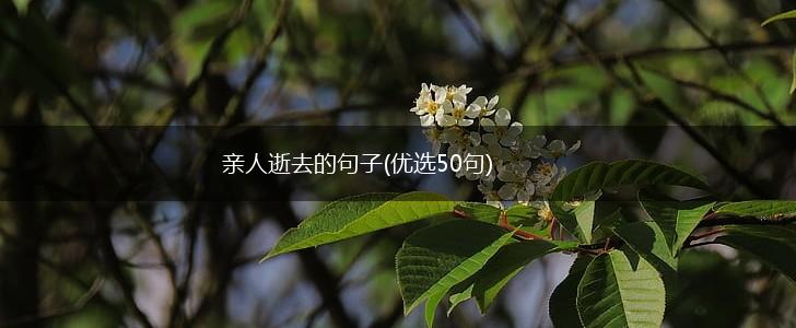 亲人逝去的句子(优选50句),第1张