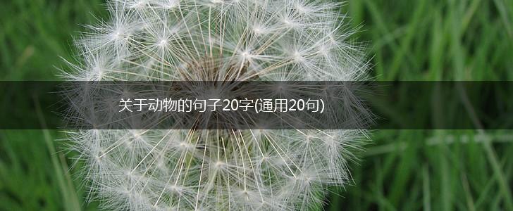 关于动物的句子20字(通用20句),第1张