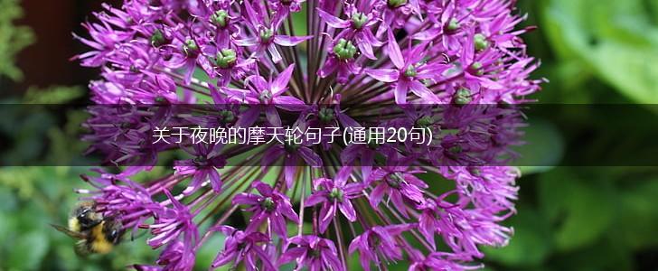 关于夜晚的摩天轮句子(通用20句),第1张