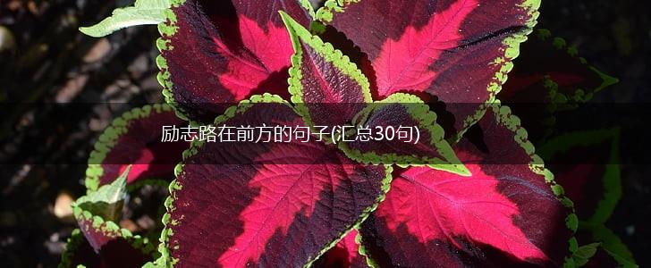 励志路在前方的句子(汇总30句),第1张