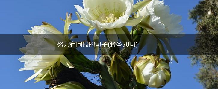 努力有回报的句子(必备50句),第1张