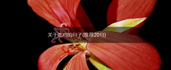 关于吃鸡的句子(推荐20句),第1张