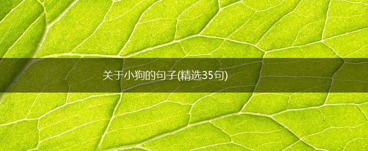 关于小狗的句子(精选35句),第1张