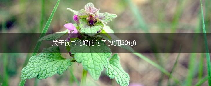 关于读书的好的句子(实用20句),第1张