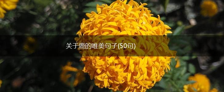 关于鹿的唯美句子(50句),第1张