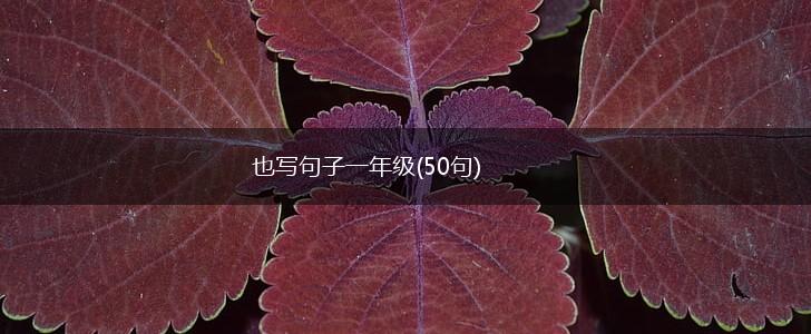 也写句子一年级(50句),第1张