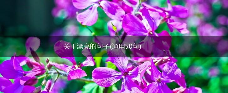 关于漂亮的句子(通用50句),第1张