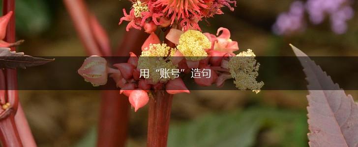 用“账号”造句,第1张