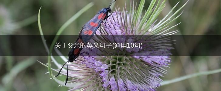 关于父亲的英文句子(通用10句),第1张