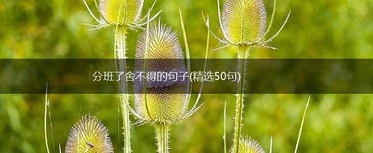 分班了舍不得的句子(精选50句),第1张