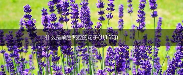 什么是前后照应的句子(共15句),第1张