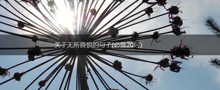 关于无所畏惧的句子(必备20句),第1张