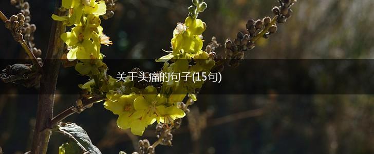 关于头痛的句子(15句),第1张