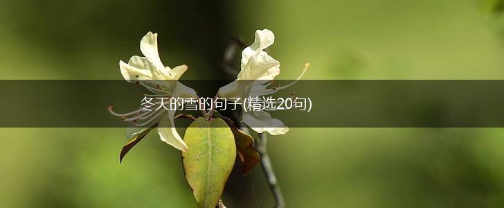 冬天的雪的句子(精选20句),第1张