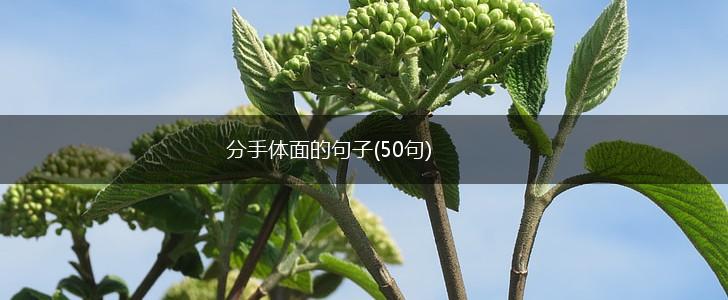 分手体面的句子(50句),第1张