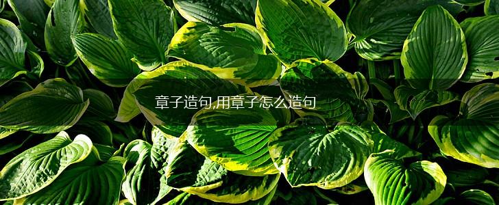 章子造句,用章子怎么造句,第1张
