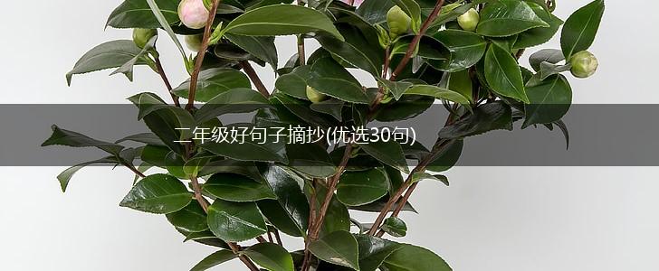 二年级好句子摘抄(优选30句),第1张