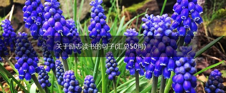 关于励志读书的句子(汇总50句),第1张